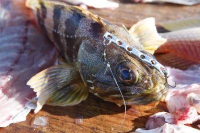Sea perch 2011 Sea perch 2011